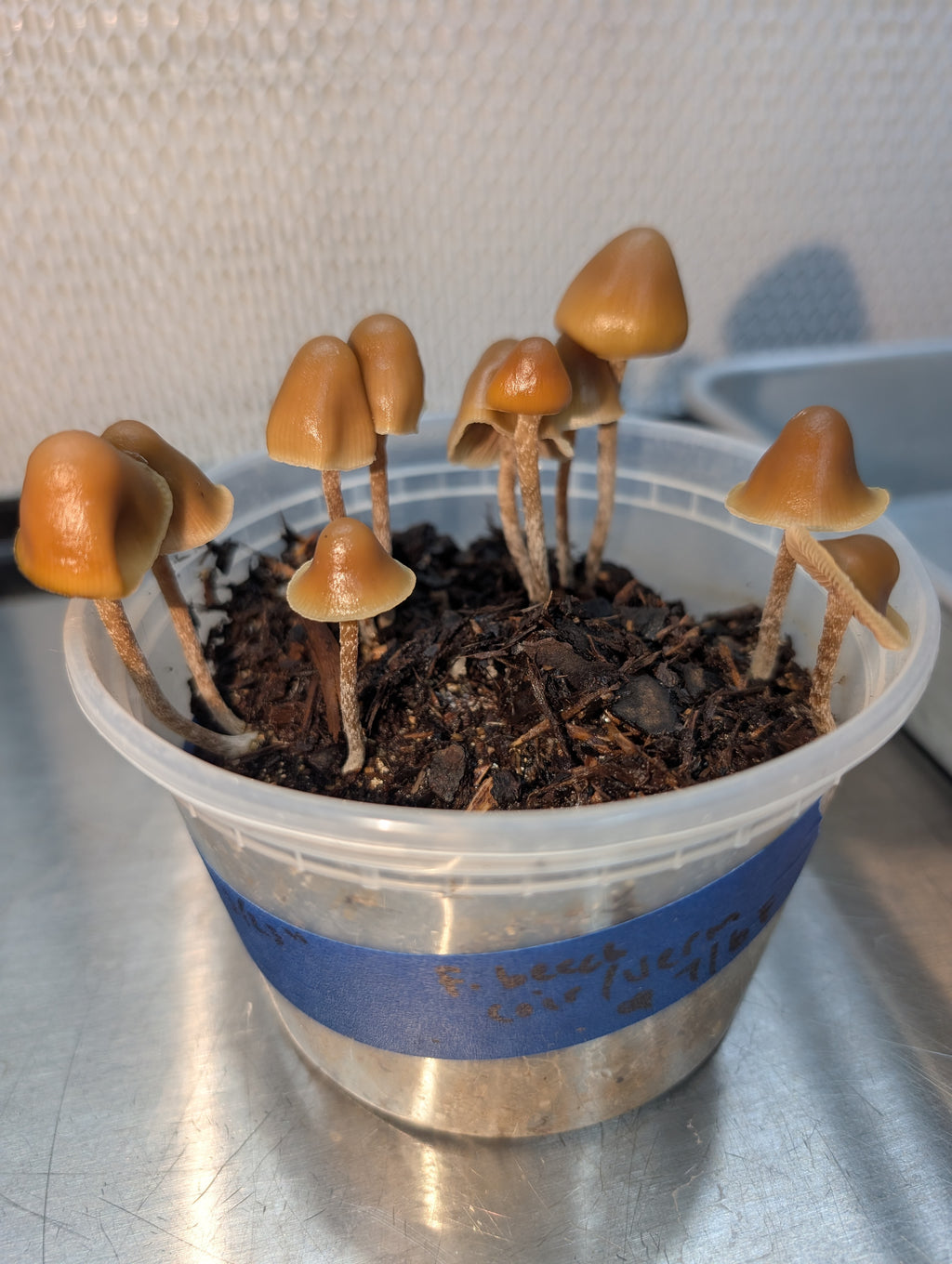 Ps. pelliculosa, indoor F2 domestic swab set