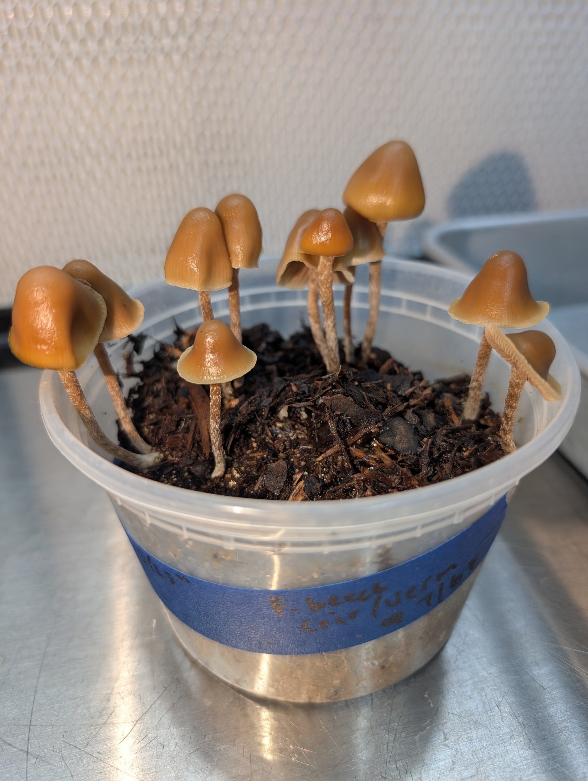 Ps. pelliculosa, indoor F2 domestic swab set