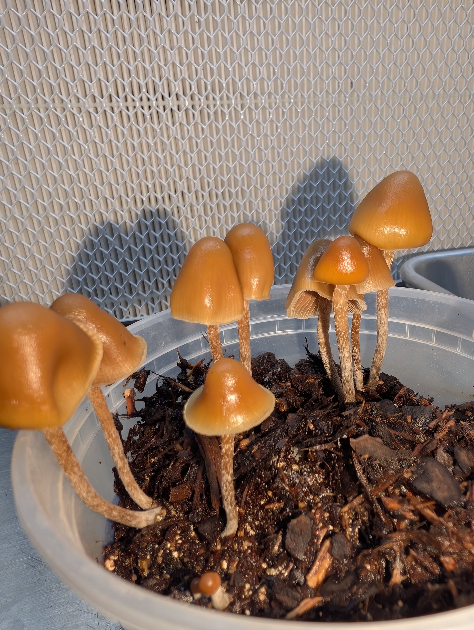 Ps. pelliculosa, indoor F2 domestic swab set