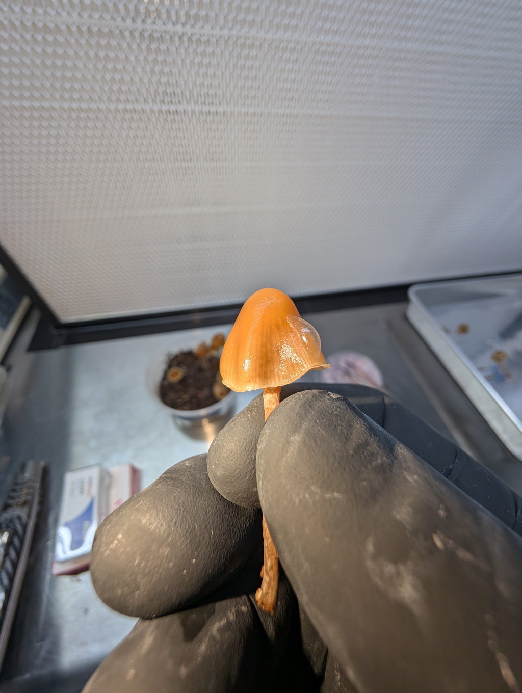 Ps. pelliculosa, indoor F2 domestic swab set