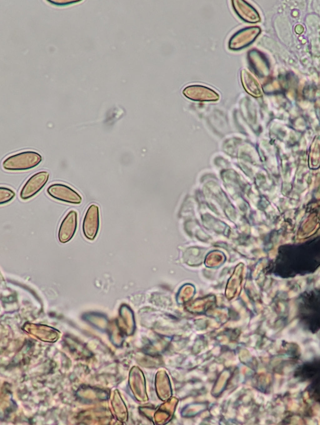 Ps. pelliculosa, indoor F2 domestic swab set