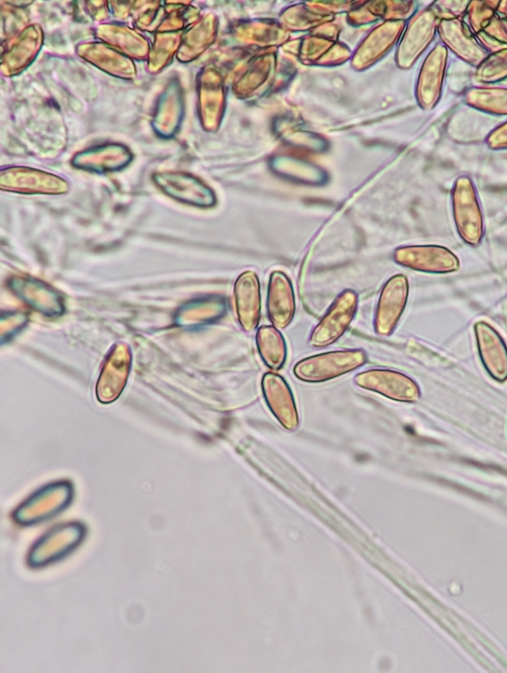 Ps. pelliculosa, indoor F2 domestic swab set