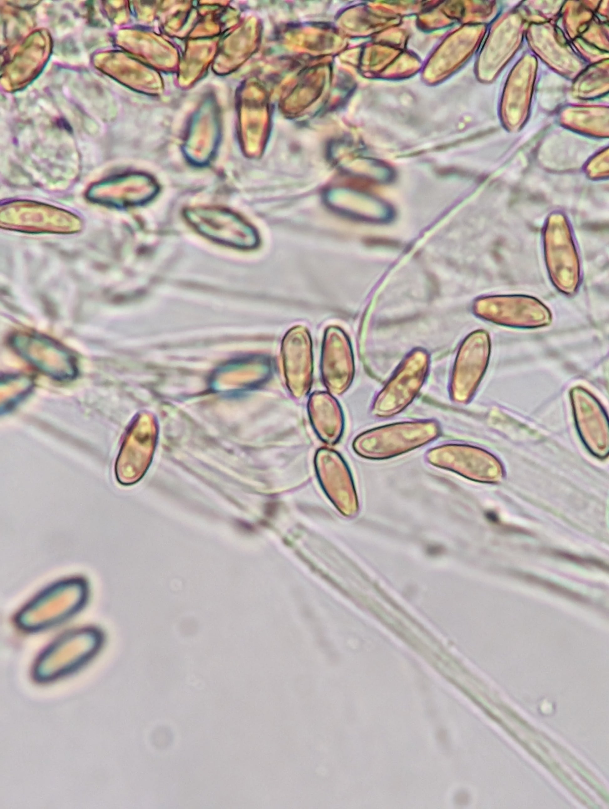 Ps. pelliculosa, indoor F2 domestic swab set