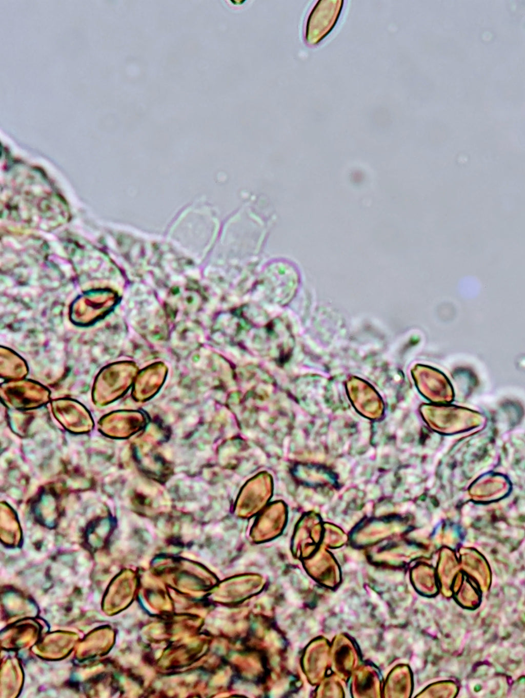 Ps. caerulipes, Yooper, Wild Swab Set