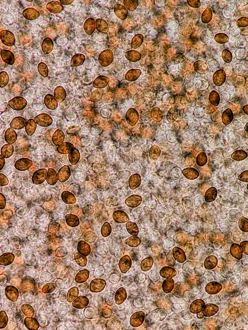 Ps. natalensis, Sterkfontein