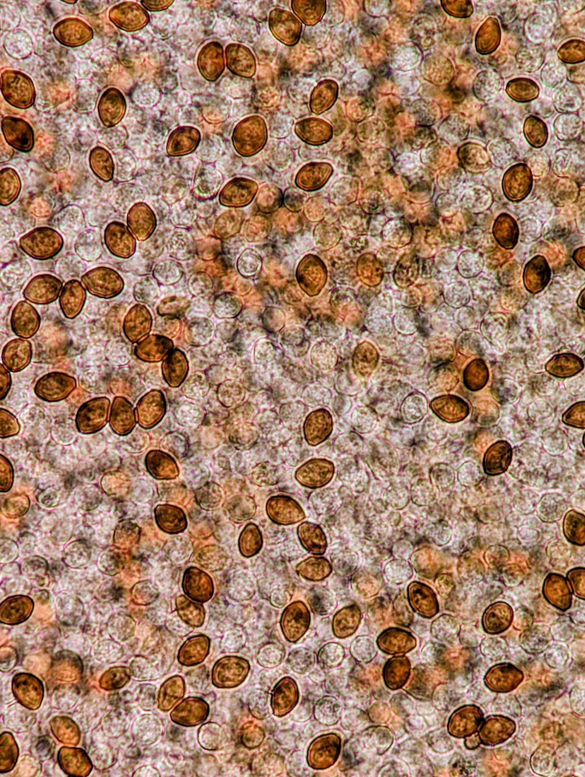 Ps. natalensis, Sterkfontein