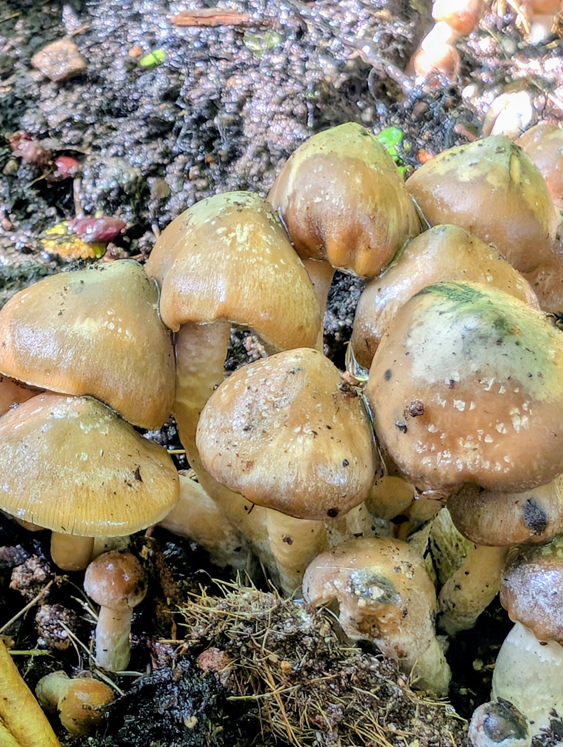 Ps. caerulescens, South Carolina Swab Set