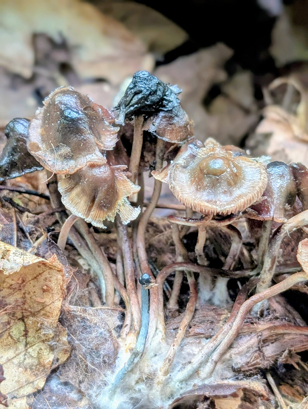 Ps. caerulipes, Yooper, Wild Swab Set