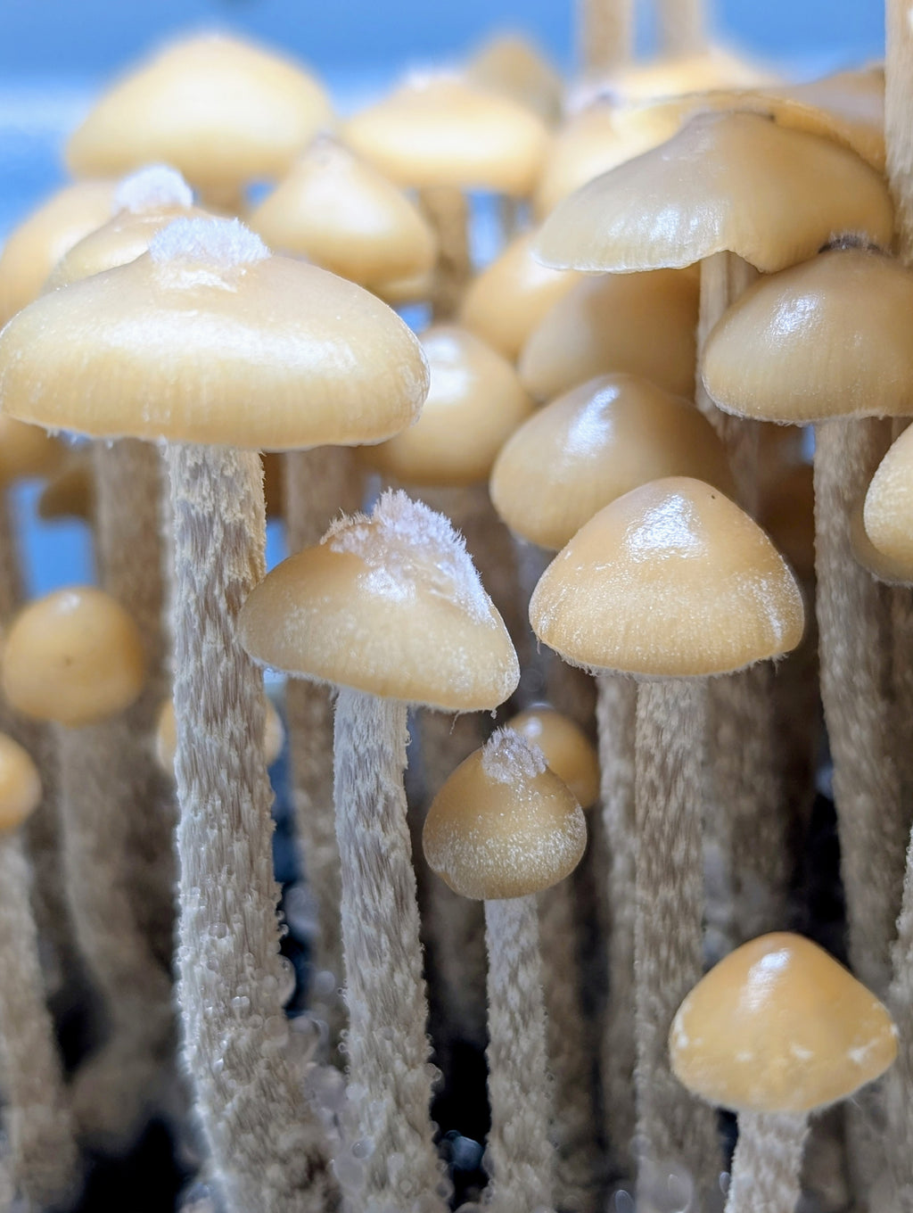 Ps. zapotecorum, Jelly Triskeli, Isolated Spore Solution