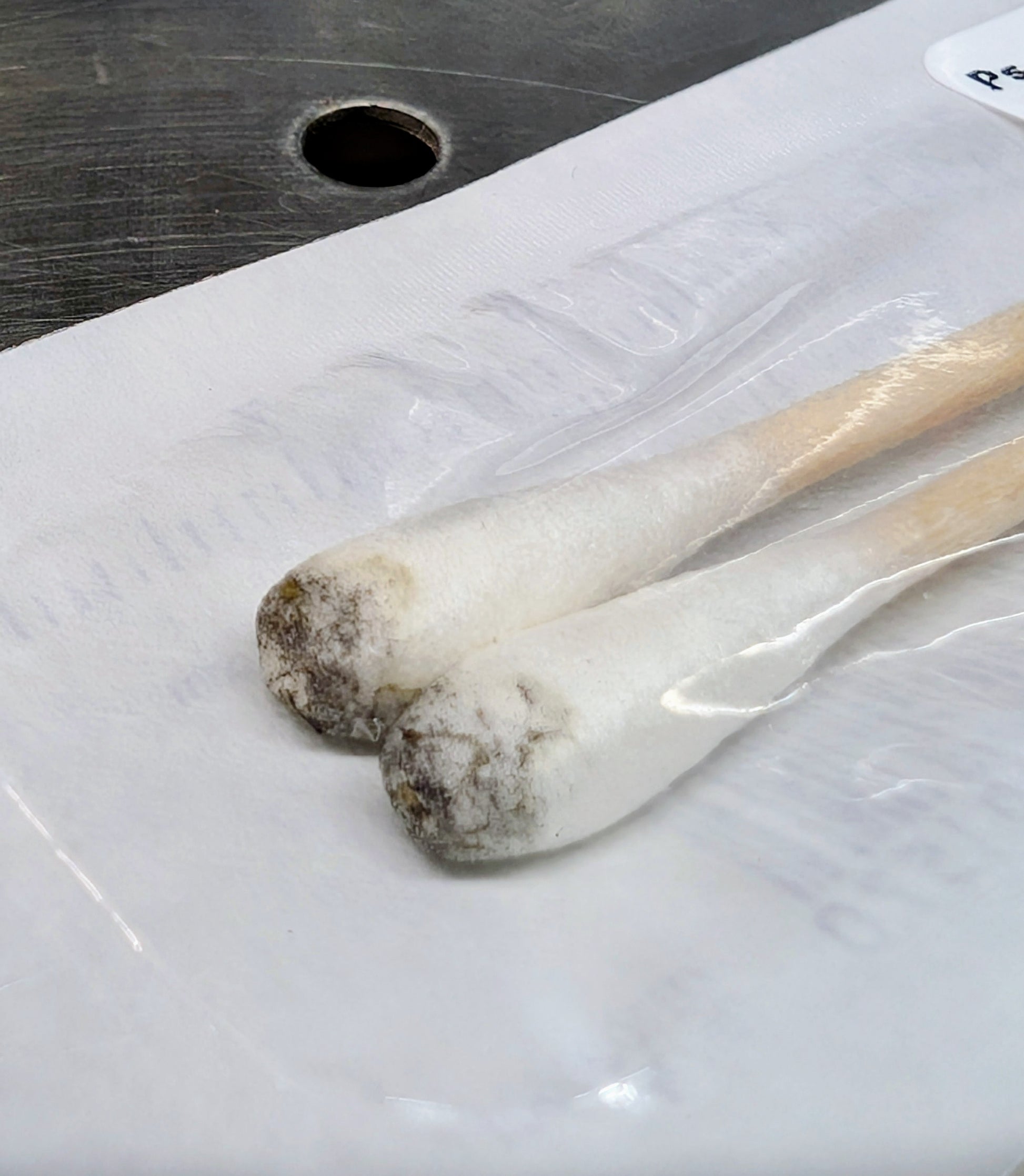 Ps. tampanensis, ATL#7 Swab Set