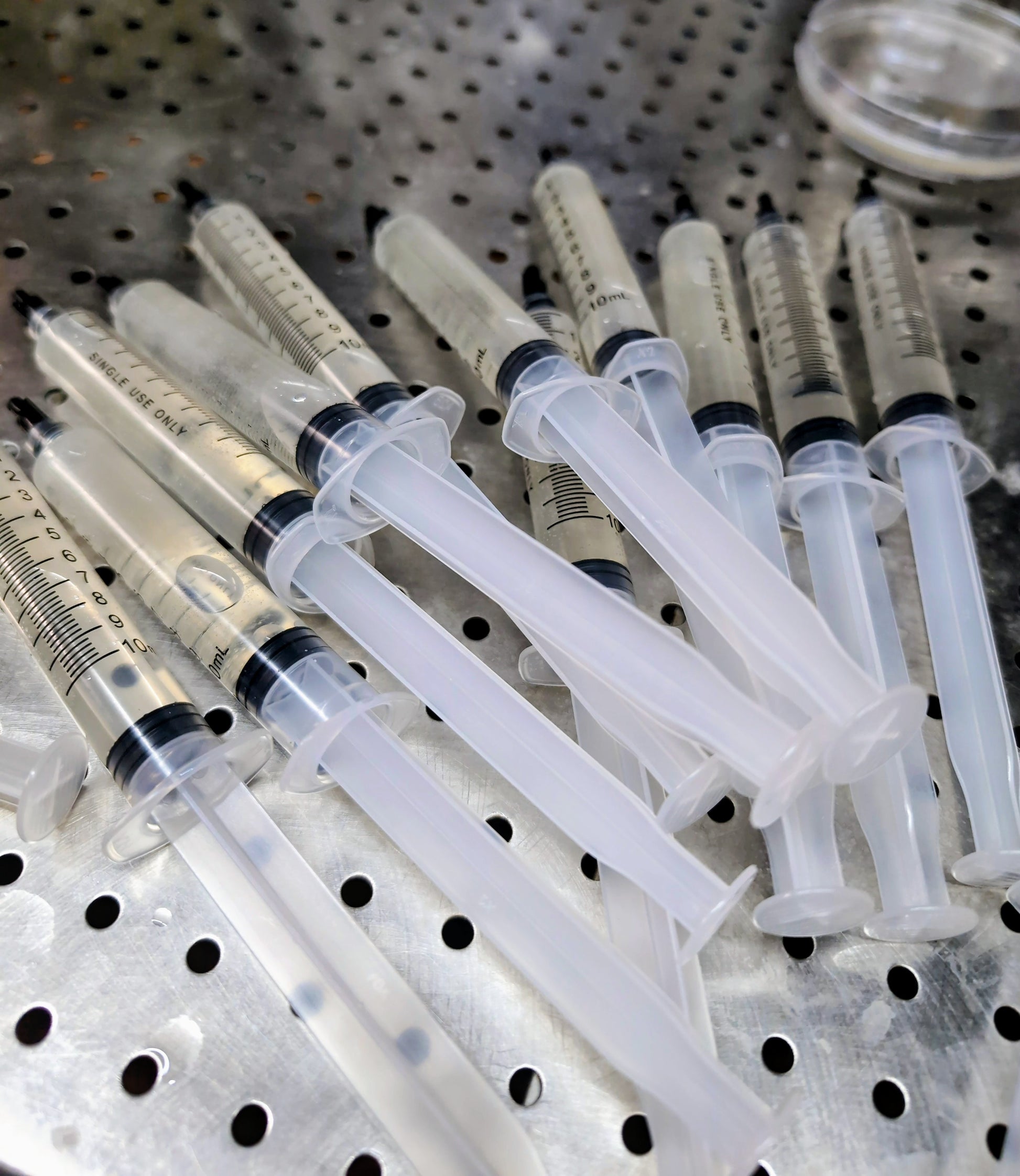 G. dilepis Isolated Spore Solution