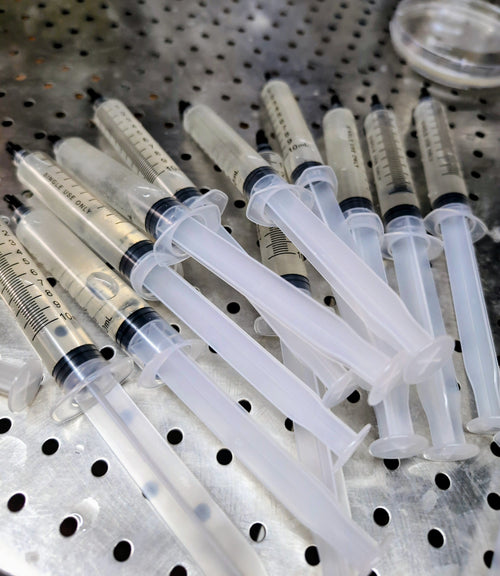 G. dilepis Isolated Spore Solution