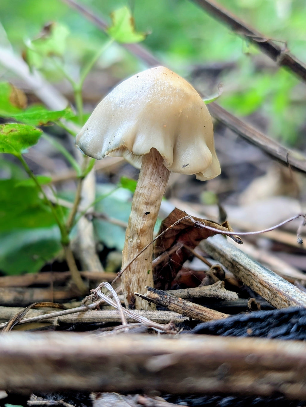 Ps. mescaleroensis Agar Culture