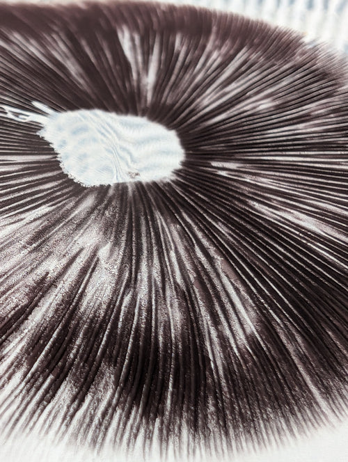 Pa. cambodginiensis, Komodo, Spore Print
